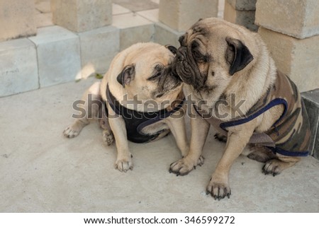 The pug dog kissing on the concrete floor.