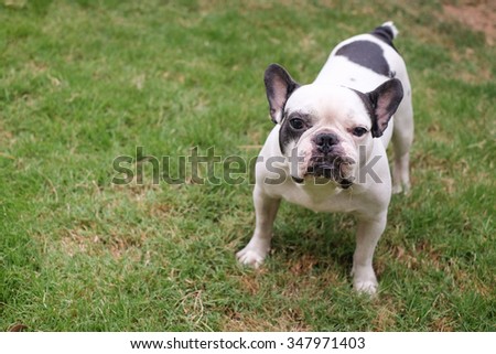 The french bull dog standing  on grass field.