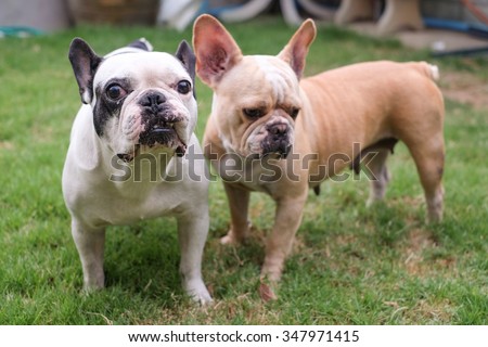The male french bull dog standing front female french bull dog on grass field.