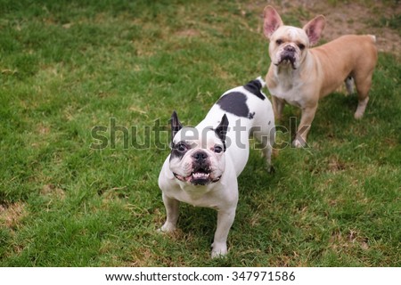 The male french bull dog standing front female french bull dog on grass field.