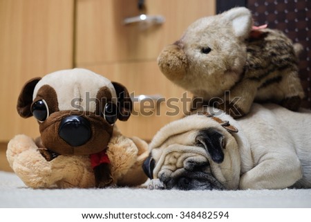 The Pug dog sleep with their dolls .