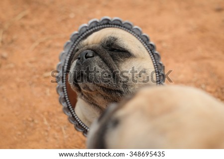 Pug dog sitting looking through the vintage mirror .