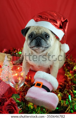 The pug dog wearing santa hat waiting for Chris-mas party.