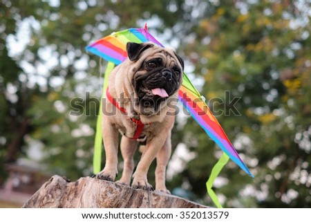 The pug dog playing glider.(Pug dog wearing a kite on back of them.)