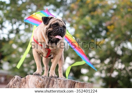 The pug dog playing glider.(Pug dog wearing a kite on back of them.)