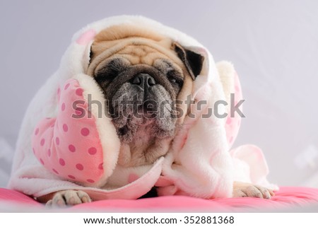 The pug dog wearing pink dot and towel in the winter.
