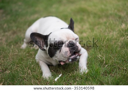 The french bulldog lying to eating dog snack on the grass field.