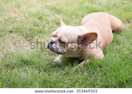 The french bulldog lying to eating dog snack on the grass field.