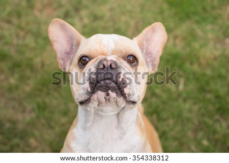 Face of french bulldog want to eat dog snack on grass field.