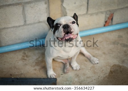 French bulldog sit on concrete floor waiting to play on the grass feild.