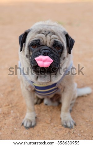 Funny face of pug dog. ( The pug dog sit to sucking nipple.)