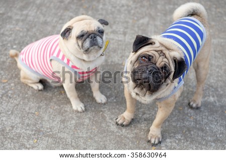 Male Pug dog wearing a striped blue and yellow standing front female Pug on the road .