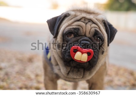 Funny face of pug dog. ( The pug dog sit to sucking nipple.)