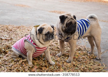 Male Pug dog wearing a striped blue and yellow standing with female Pug a striped pink and white on the road .