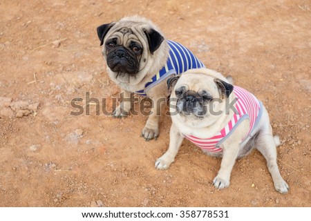 Male Pug dog wearing a striped blue and yellow sitting with female Pug a striped pink and white on the ground .