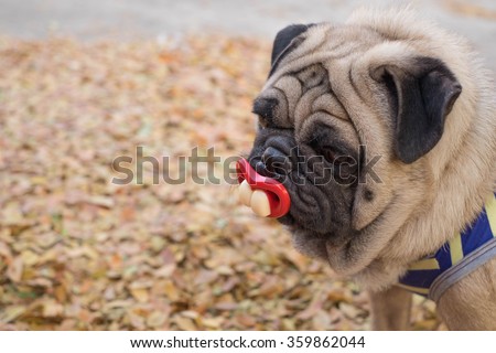 Funny face of pug dog. ( The pug dog sit to sucking nipple.)