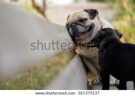 Female pug dog so tired sitting back off black pug dog on wooden chair.