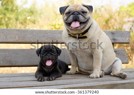 (The Smile of pug dog)The black puppy pug dog lying front female fawn pug on wooden chair.