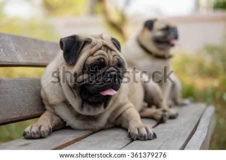 The male fawn pug dog lying front female fawn pug on wooden chair.