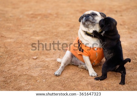 The female fawn pug sit to playing with black puppy pug dog on ground.