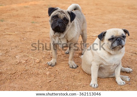 The male fawn pug dog standing behind female fawn pug dog on the ground.