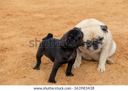 The black puppy pug dog playing with fawn pug dog on ground.