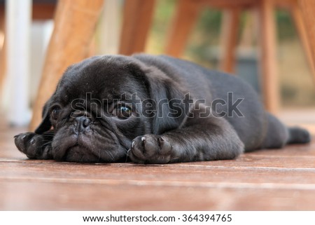The black puppy pug dog lying on wooden floor.