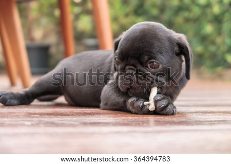 The black puppy pug dog lying to eat dog snack on wooden floor.