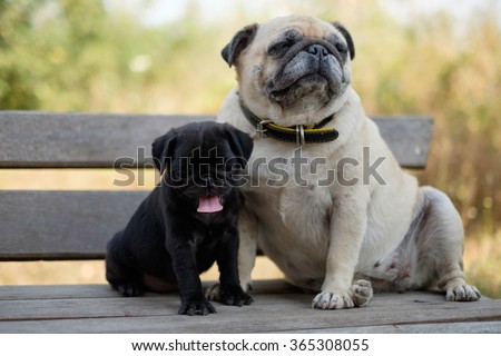 The black puppy pug dog sitting with fawn pug dog on wooden chair.