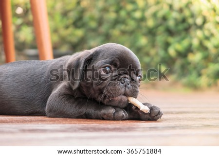The black puppy pug dog lying to eat dog snack on wooden floor.