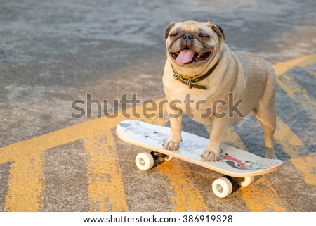I am sk8tr pug.(Fawn pug dog playing skateboard on road.)