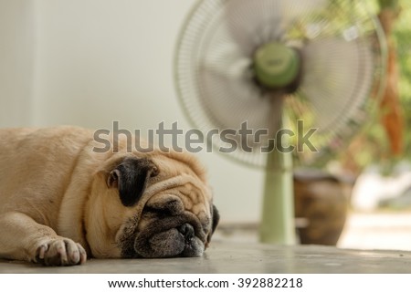 Fawn pug dog lying on concrete floor in front green fan in very hot day.