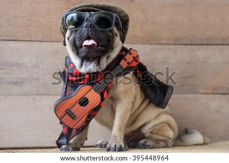 The Mexican indy guitarist musician pug dog.(Pug dog wearing Musician costume.)