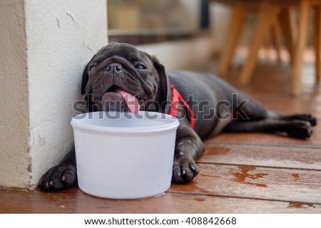 Black puppy pug dog sitting with a white cup of  water on wooden floor in very hot day.