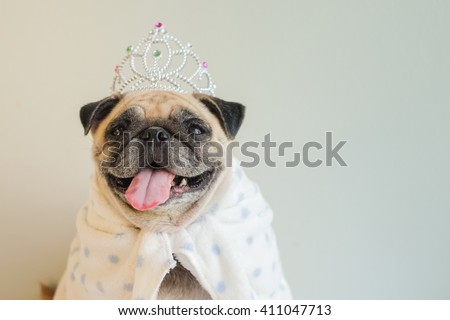 Funny face of queen of pug. (Pug dog wearing crown.)