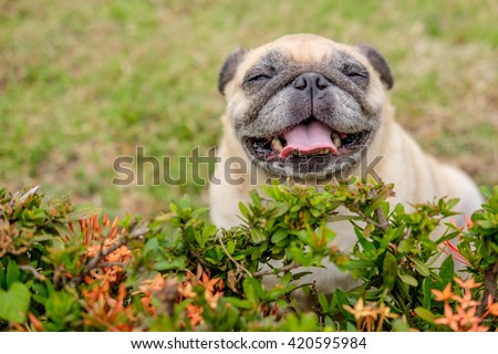 happy pug dog sitting behind shrub.