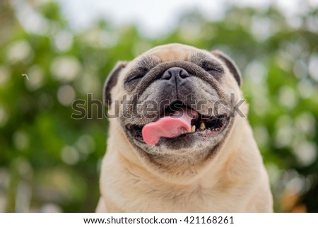 Funny face of pug dog with blurry background.