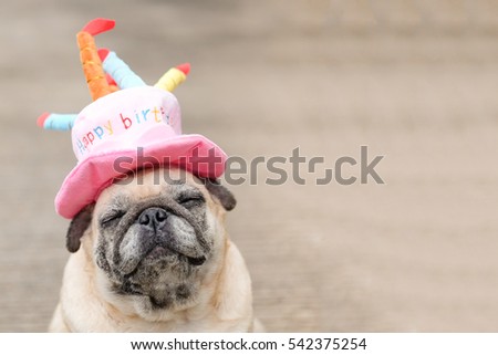 Pug dog wearing Pink happy birthday hat with blurry background.