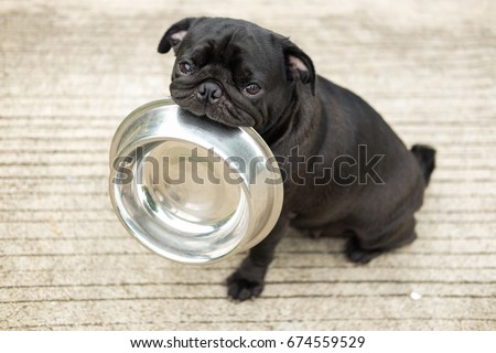 Funny pug dog bite stainless bowl wait  to eat dog food on concrete floor.