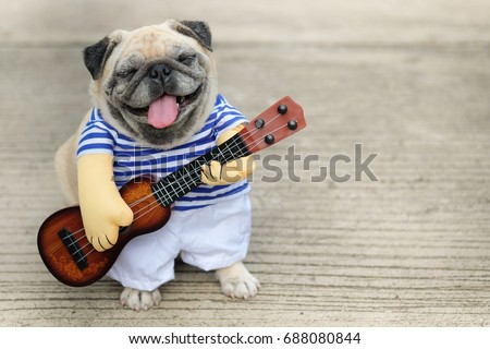 Indy Musician Guitarist pug dog.(Funny pug dog wearing indy musician costume with Ukulele.)