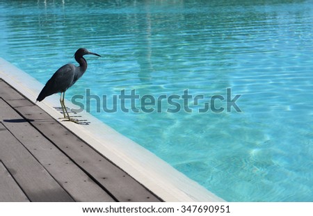 Western Reef Heron Dark grey with a shadow, walking on a wood deck by the pool.  Egret  watching a Men with red bathing suit, swimming under the water.