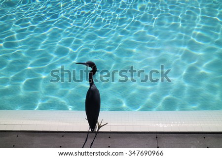 Western Reef Heron Dark grey with a shadow, walking on a wood deck by the pool.  Egret  watching a Men with red bathing suit, swimming under the water.