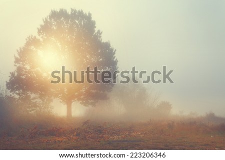 Amazing view of foggy morning - lonely tree on a glade