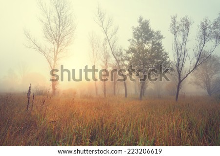 Beautiful misty sunny morning in a wild field on the edge of the forest