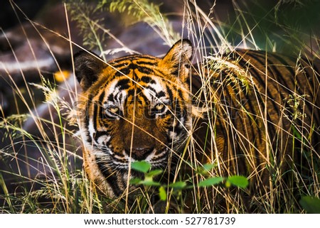 Scary eye of Royal Bengal Tiger named Ustaad from Ranthambore