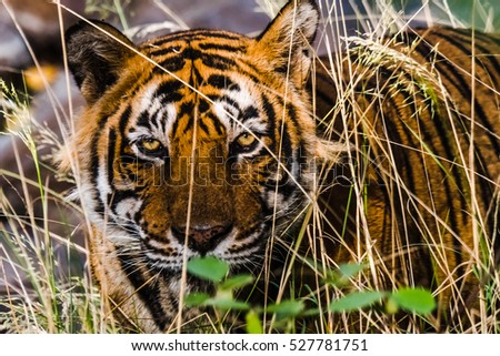Scary eye of Royal Bengal Tiger named Ustaad from Ranthambore