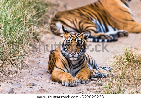 Royal Bengal Tiger & Tigress with cubs