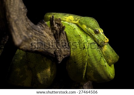 Green Pyhton in the reptile house in vienna