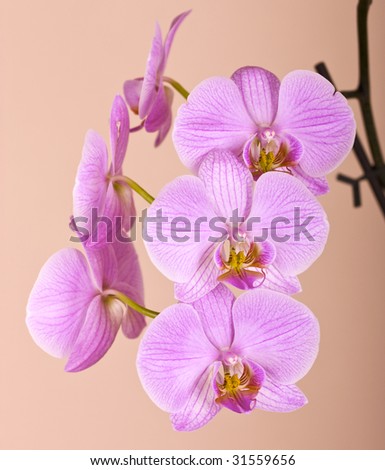 Beautiful orchid, perfect flower