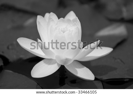black and white photography flowers. stock photo : Black and white